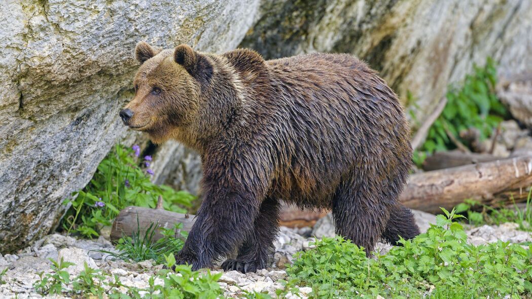 熊 捕食者 动物 野生动物 4k壁纸 3840x2160