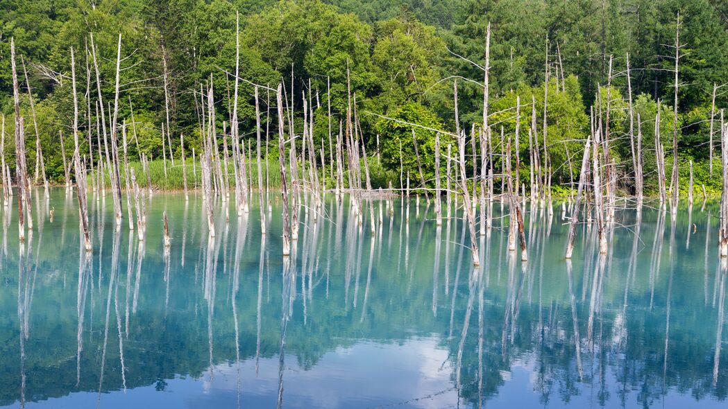 森林 树木 湖泊 树枝 干燥 反射 自然 4k壁纸 3840x2160
