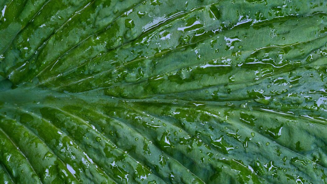 叶子 折叠 滴 水 宏观 绿色 4k壁纸 3840x2160