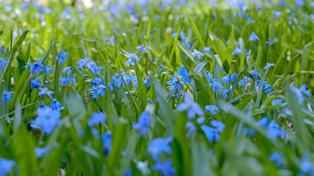 野花 花朵 田野 植物 蓝色 宏观 4k壁纸 3840x2160