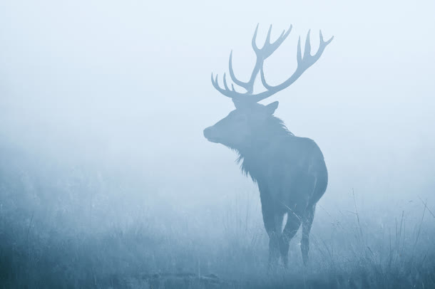 雾中的麋鹿海报背景