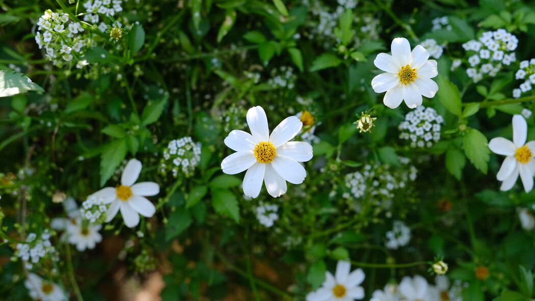 绝美花瓣植物宏观景象，4K超高清壁纸，3840x2160分辨率，免费下载