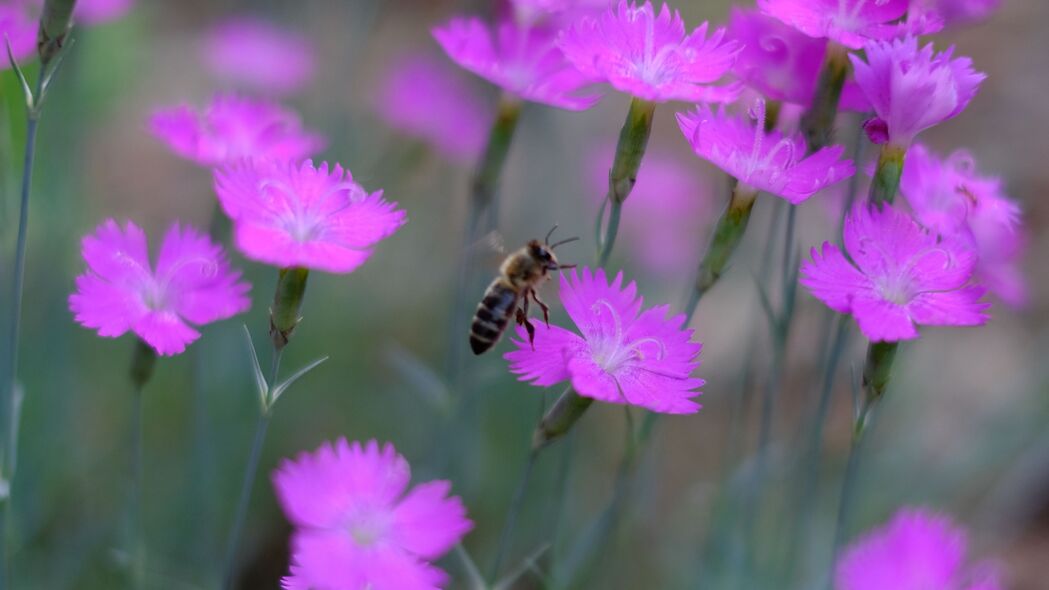 蜜蜂 昆虫 花朵 花瓣 宏观 4k壁纸 3840x2160