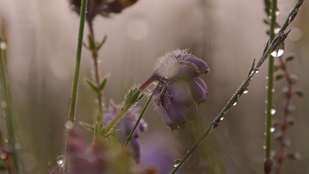 模糊滴花植物宏美4K壁纸，3840x2160高清背景图片，一键下载