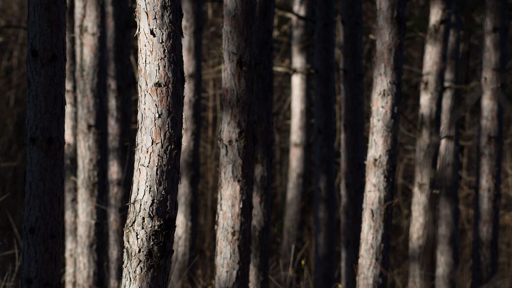 森林 树木 树皮 自然 4k壁纸 3840x2160