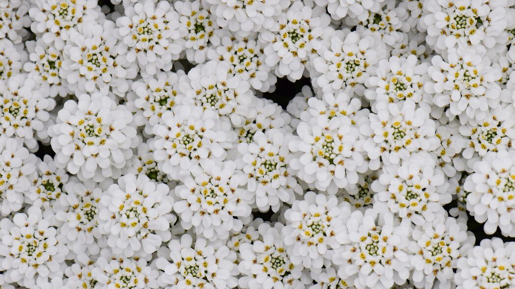 花朵 花瓣 白色 宏观 4k壁纸 3840x2160