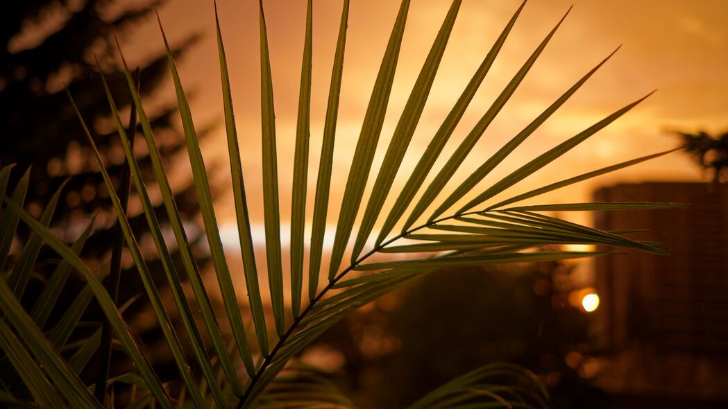 棕榈 树叶 日落 深色 4k壁纸 3840x2160