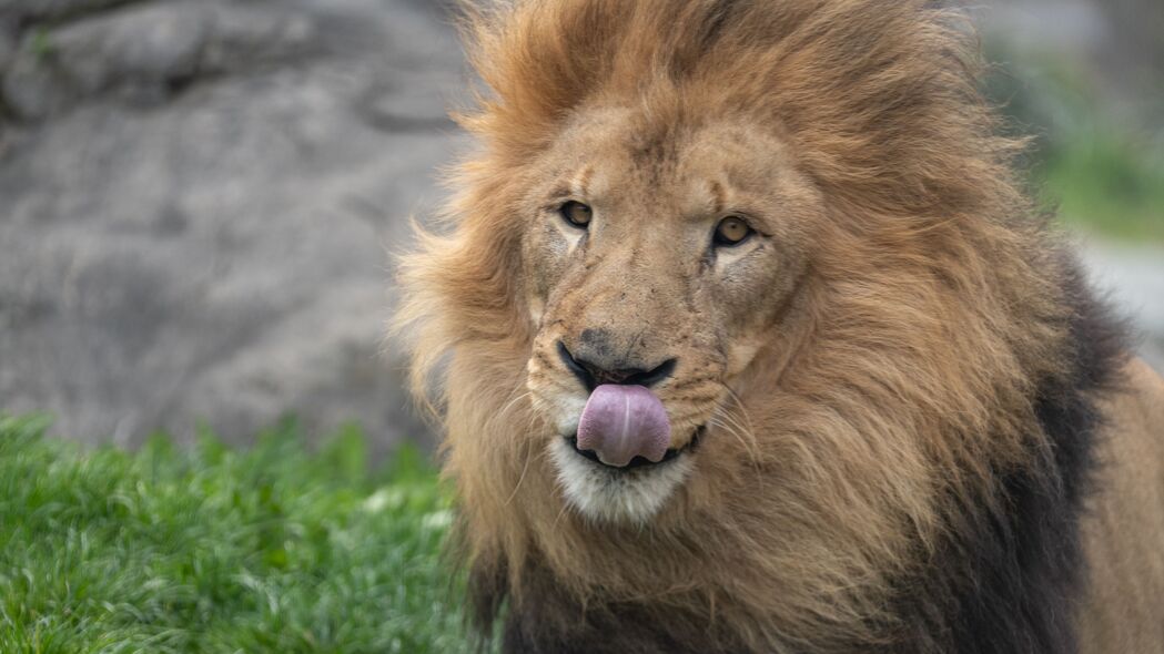 狮子 动物 突出的舌头 大猫 4k壁纸 3840x2160