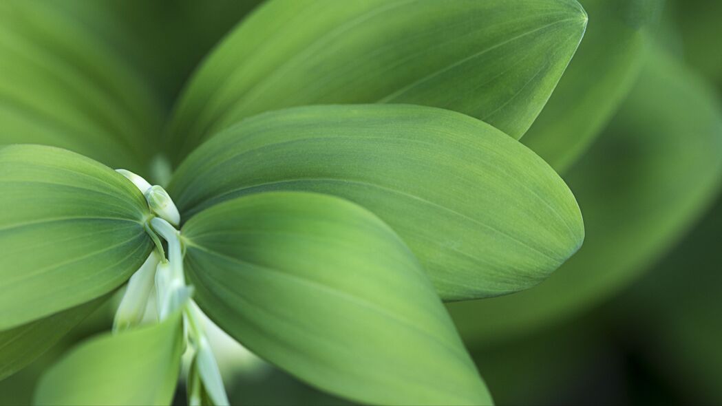 探索绿色自然之美，4K超高清植物花叶壁纸，3840x2160高清背景图片免费下载