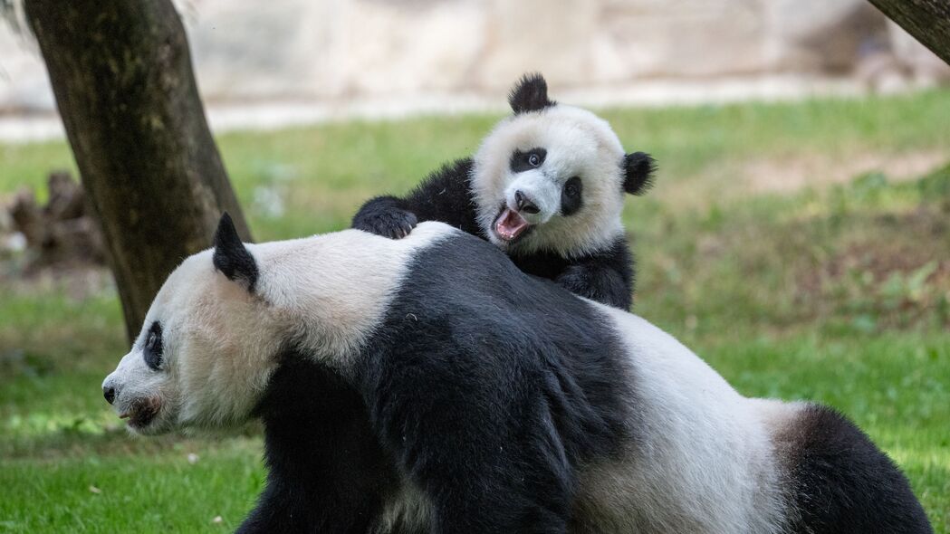熊猫 动物 一瞥 蓬松 幼崽 4k壁纸 3840x2160