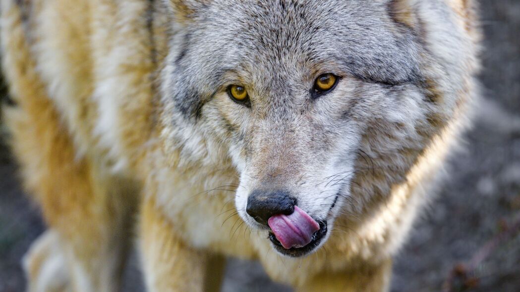 狼 动物 捕食者 突出的舌头 野生动物 4k壁纸 3840x2160