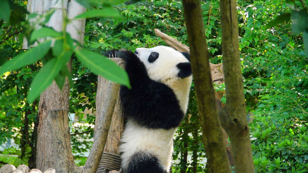 熊猫 动物 树木 树叶 4k壁纸 3840x2160