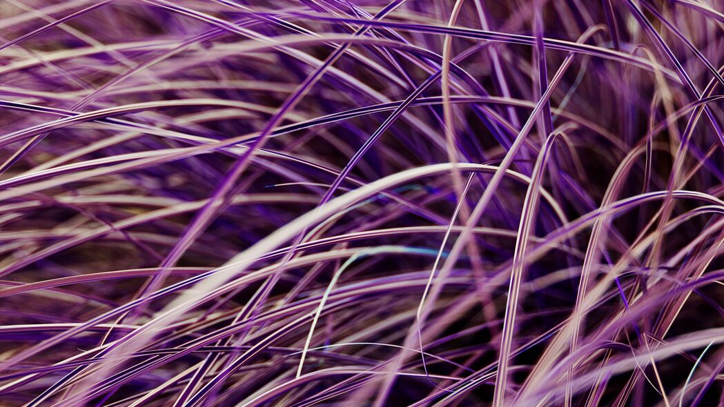草 植物 宏 紫色 4k壁纸 3840x2160