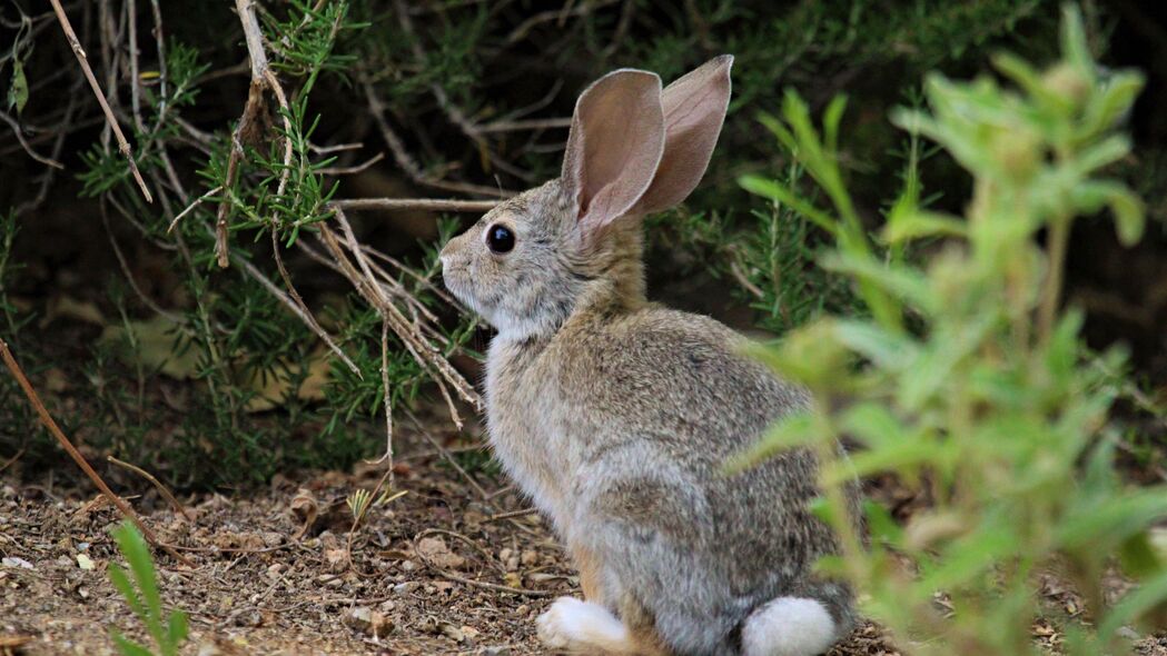 兔子 动物 植物 野生动物 4k壁纸 3840x2160