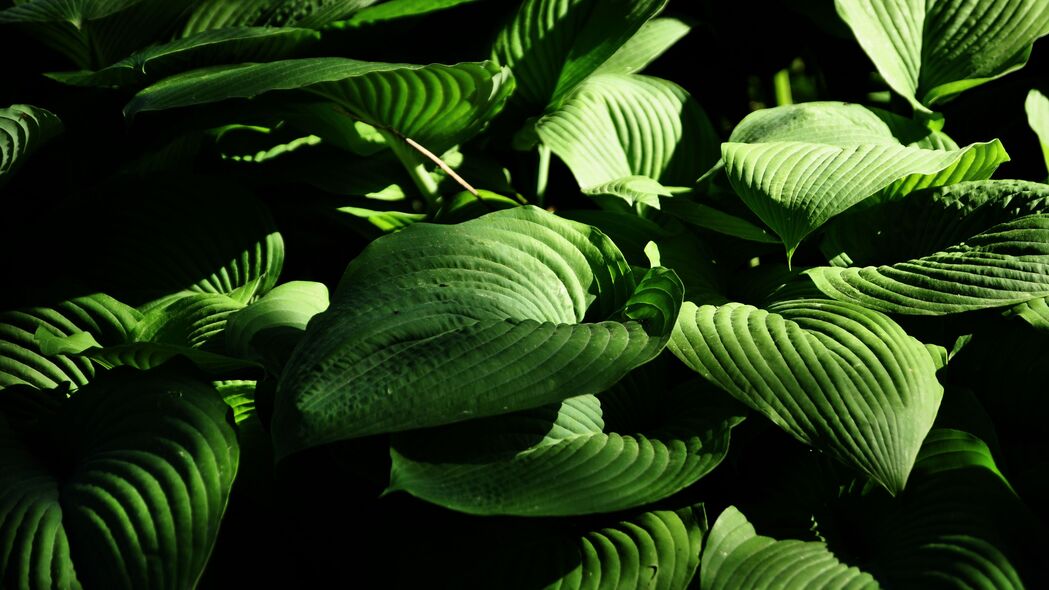 植物 叶子 条纹 宏观 绿色 4k壁纸 3840x2160