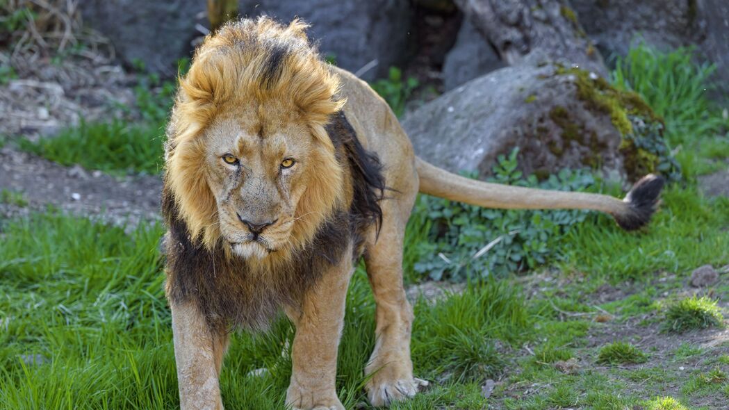 狮子 捕食者 动物 一瞥 大猫 4k壁纸 3840x2160