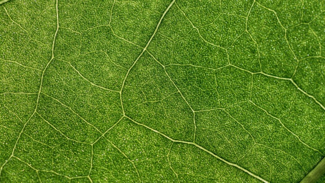 植物 叶子 叶脉 宏观 绿色 4k壁纸 3840x2160