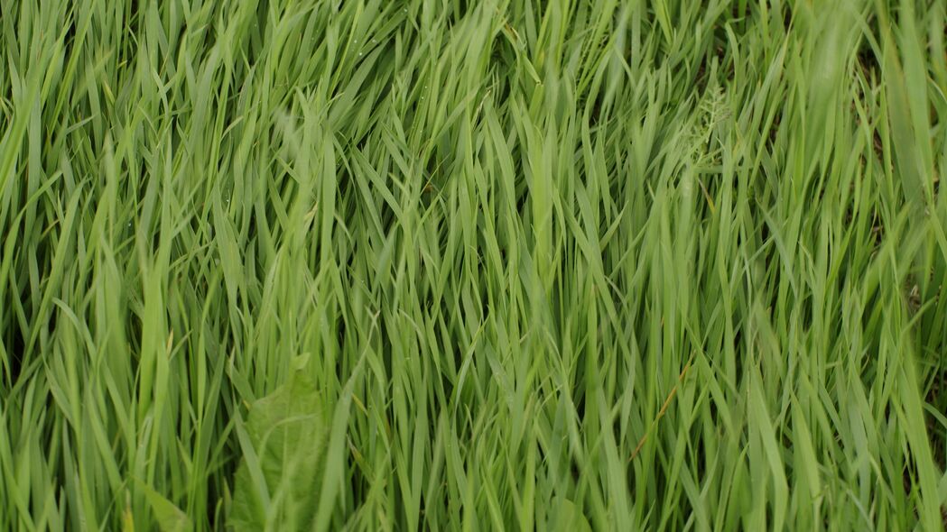 草 植物 绿色 宏观 绿色 4k壁纸 3840x2160
