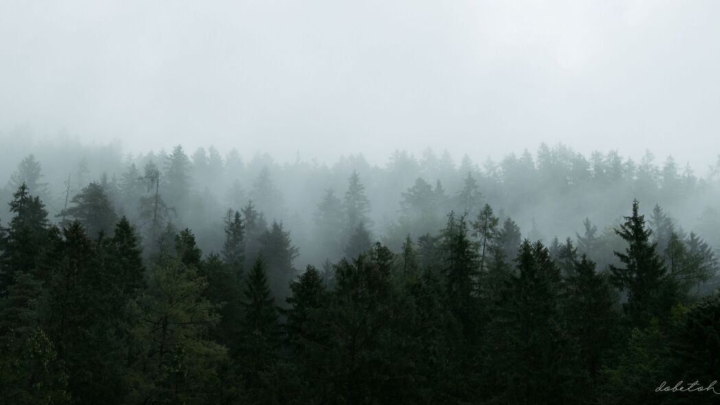 森林 树木 雾 自然 鸟瞰 4k壁纸 3840x2160