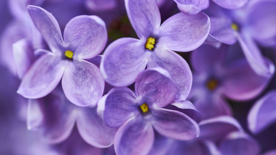 淡紫色 花朵 紫色 宏观 4k壁纸 3840x2160