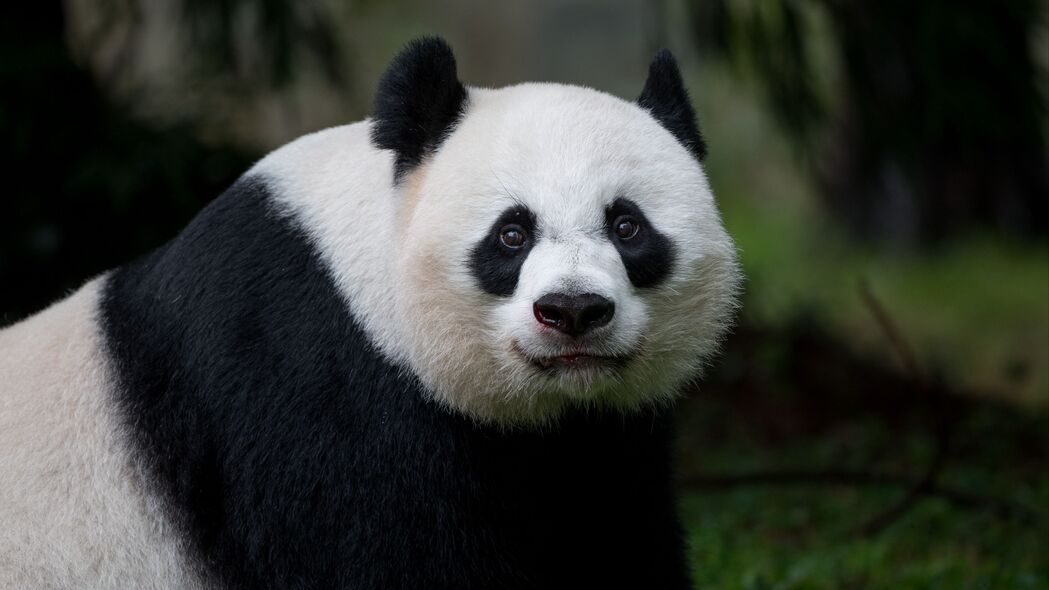 熊猫 一瞥 动物 4k壁纸 3840x2160
