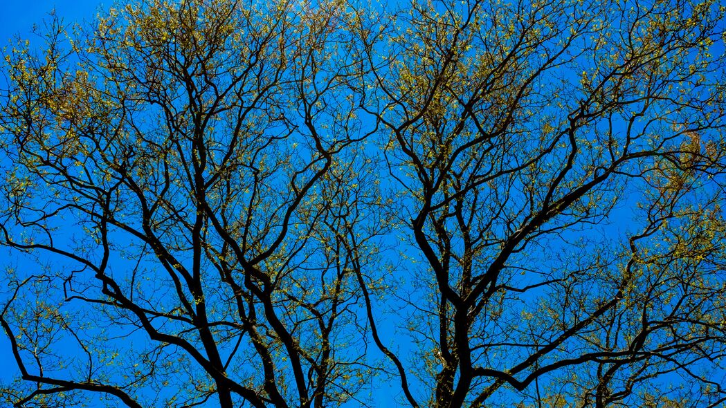 树 树枝 天空 底部视图 4k壁纸 3840x2160