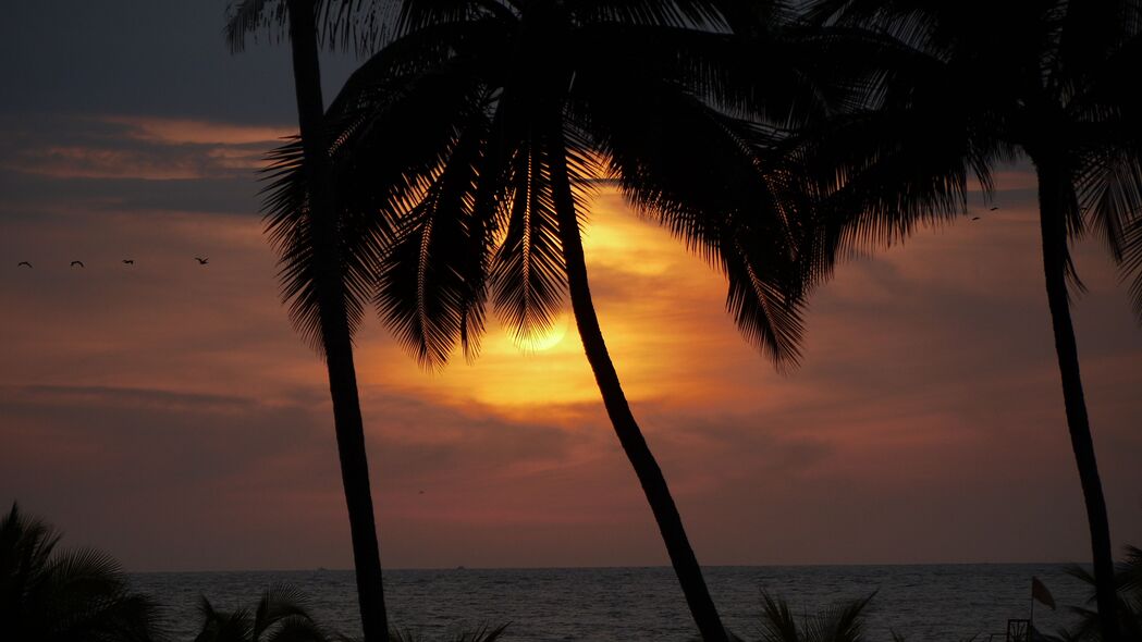 太阳 日落 棕榈树 剪影 深色 4k壁纸 3840x2160