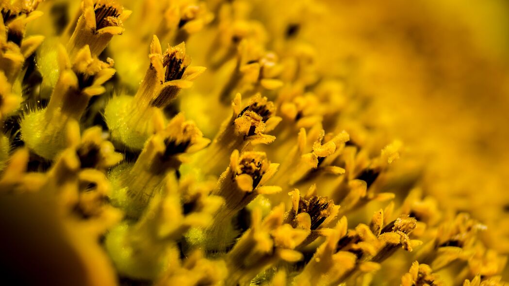 花朵 花粉 微距 黄色 4k壁纸 3840x2160