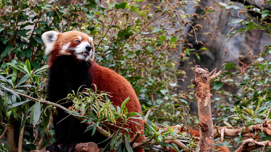红熊猫 动物 树 树叶 4k壁纸 3840x2160