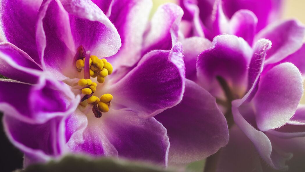 紫罗兰色 花朵 花瓣 微距 粉红色 4k壁纸 3840x2160