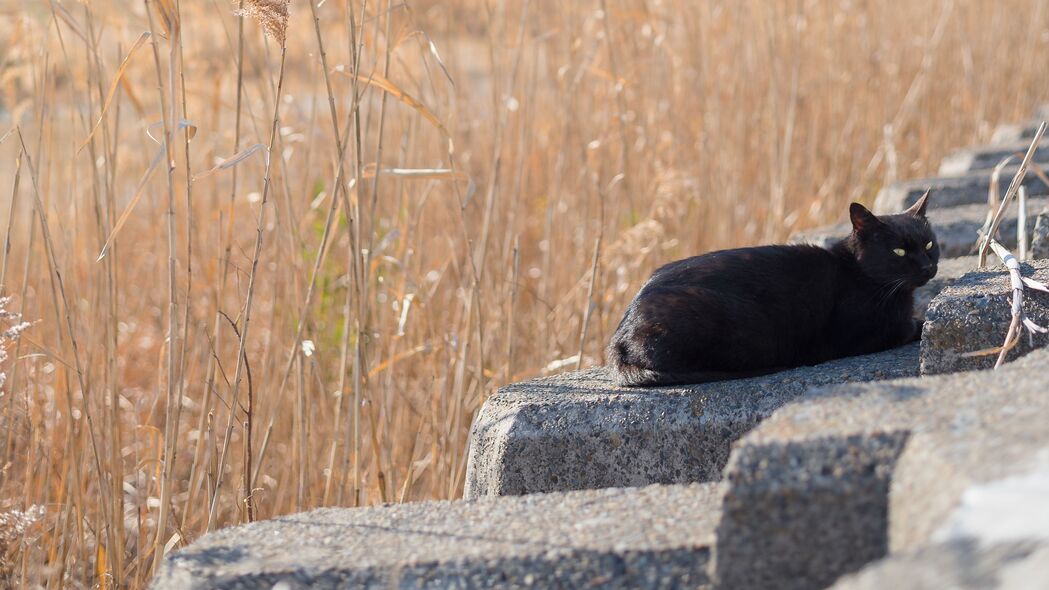 猫 动物 石头 芦苇 草 田野 4k壁纸 3840x2160