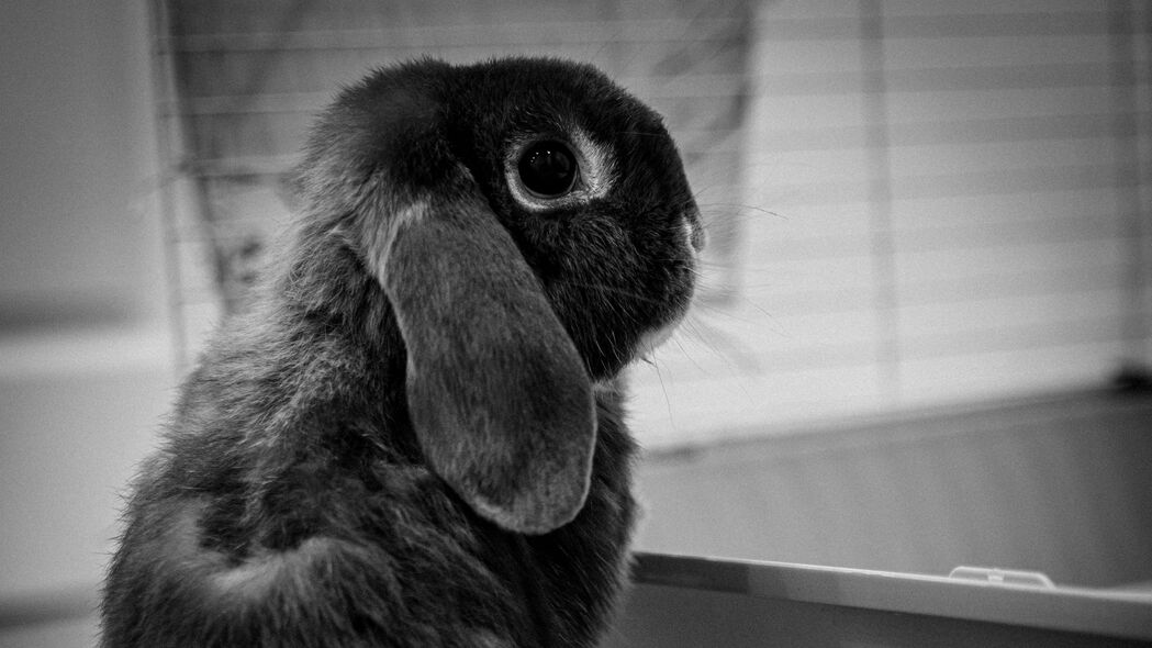 兔子 动物 可爱 黑白 4k壁纸 3840x2160