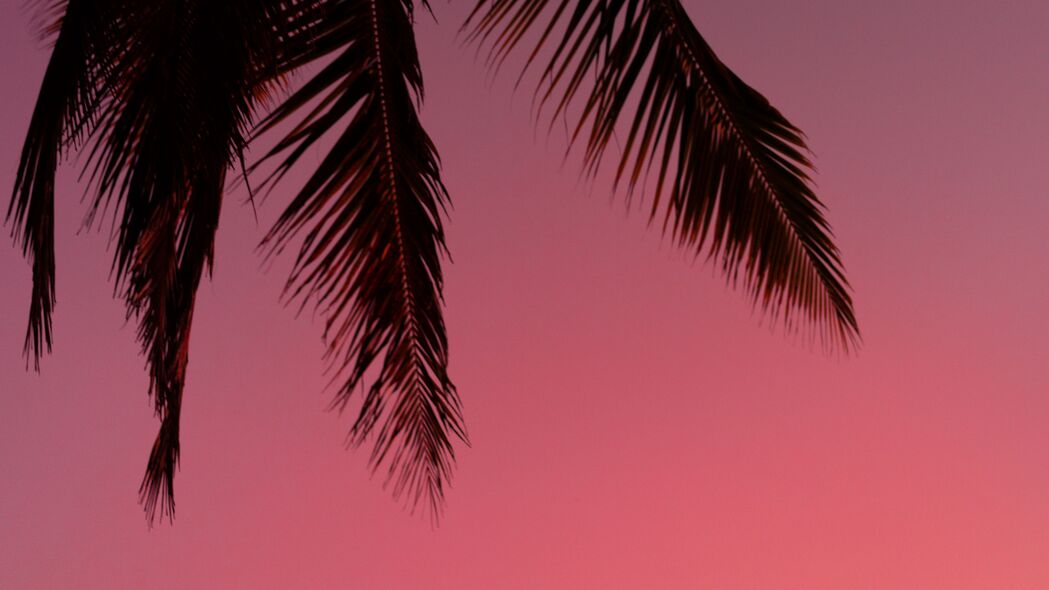 棕榈树 剪影 天空 深色 紫色 4k壁纸 3840x2160