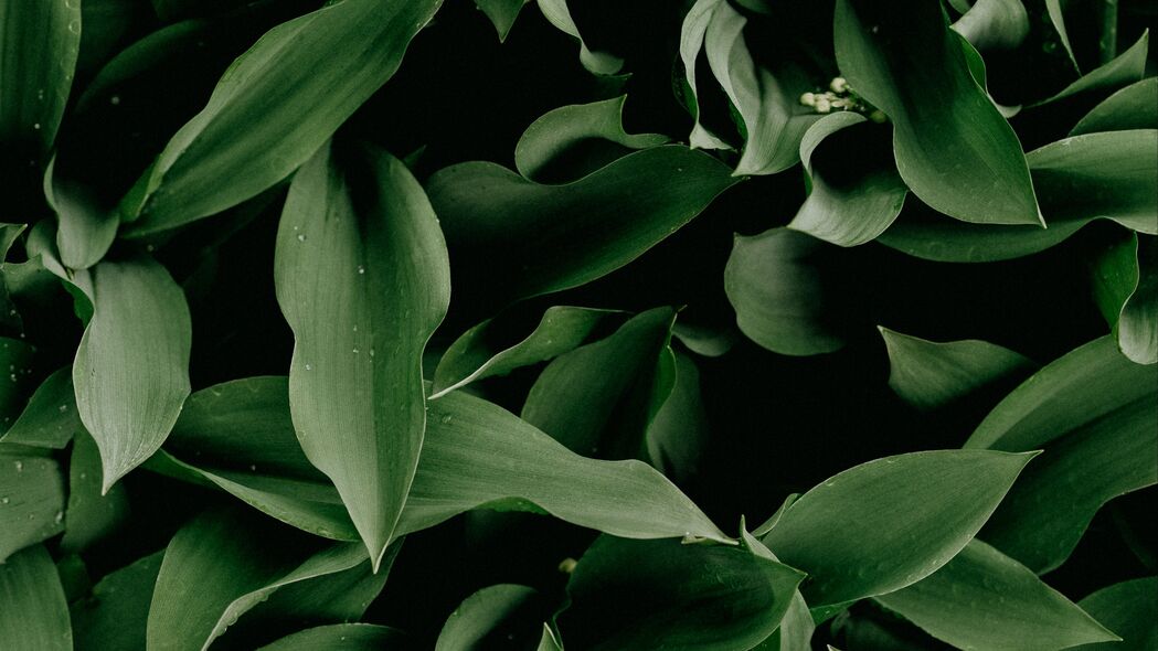 五月百合 叶子 植物 宏 绿色 4k壁纸 3840x2160