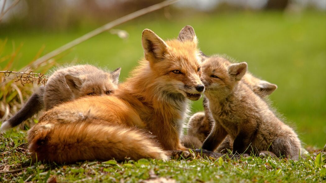 狐狸 幼崽 妈妈 家庭 可爱 野生动物 4k壁纸 3840x2160