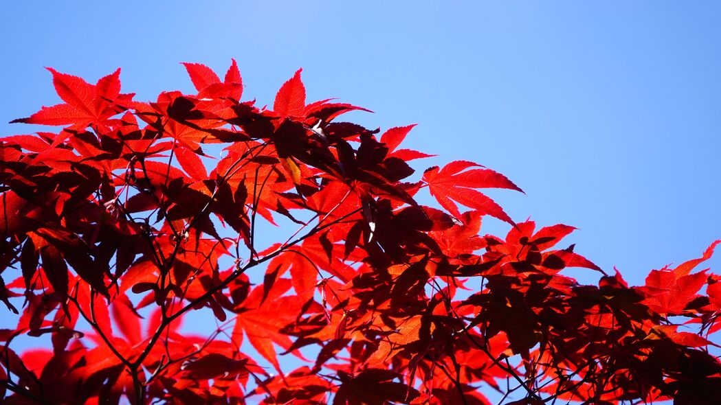 灌木 树枝 树叶 红色 宏观 4k壁纸 3840x2160