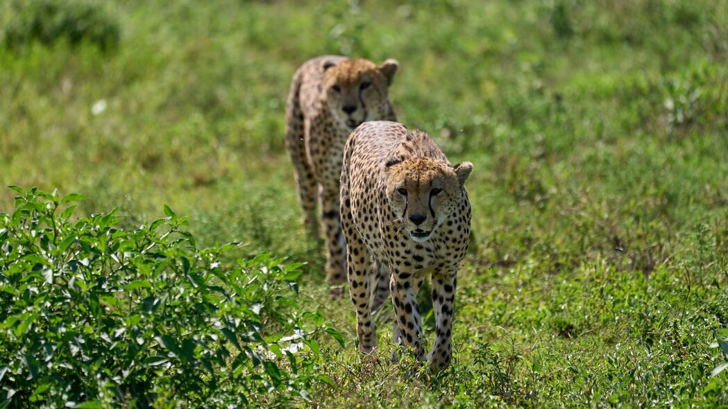 猎豹 动物 捕食者 绿色植物 野生动物 4k壁纸 3840x2160