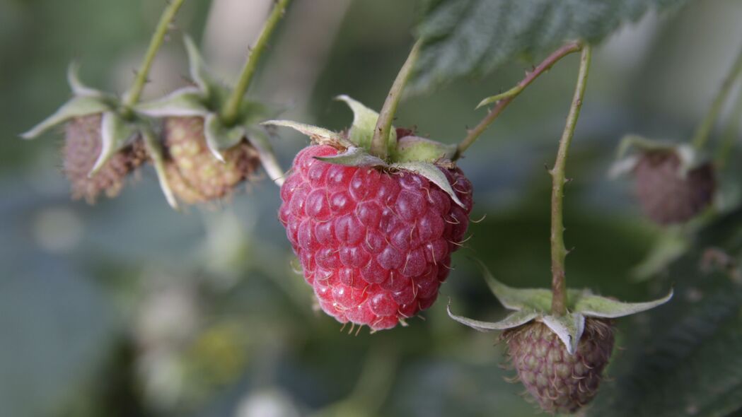 树莓 浆果 植物 宏观 4k壁纸 3840x2160