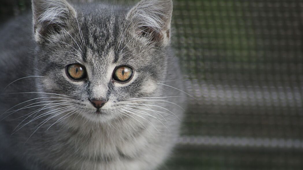 小猫萌态一瞥，超清4K动物壁纸，3840x2160高清下载