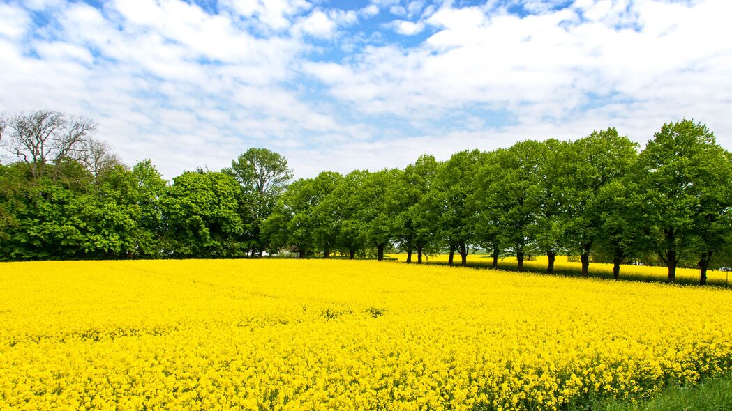 田野 花朵 黄色 树木 自然 风景 4k壁纸 3840x2160