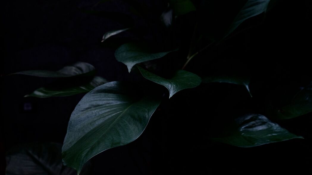 植物 叶子 深色 绿色 4k壁纸 3840x2160