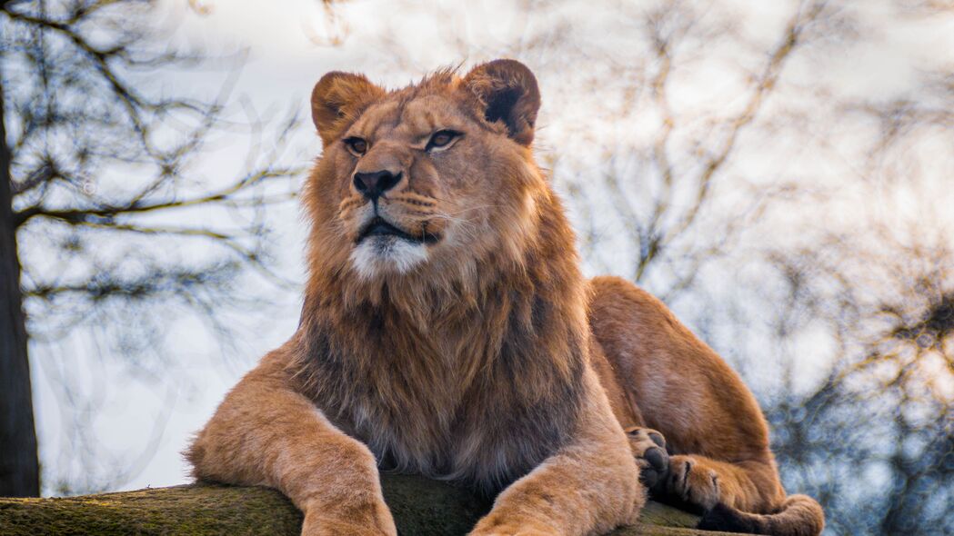 狮子 捕食者 动物 浏览 4k壁纸 3840x2160