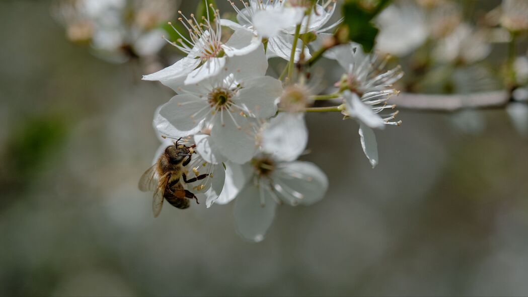 蜜蜂 花朵 宏 春季 4k壁纸 3840x2160