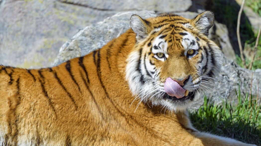 老虎 动物 捕食者 突出的舌头 4k壁纸 3840x2160