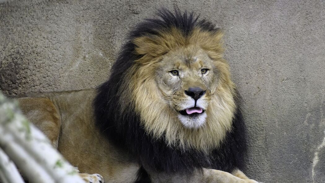 狮子 捕食者 动物 突出的舌头 4k壁纸 3840x2160