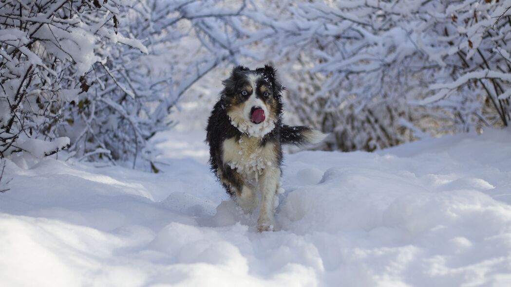 狗 突出的舌头 有趣 酷 雪 4k壁纸 3840x2160