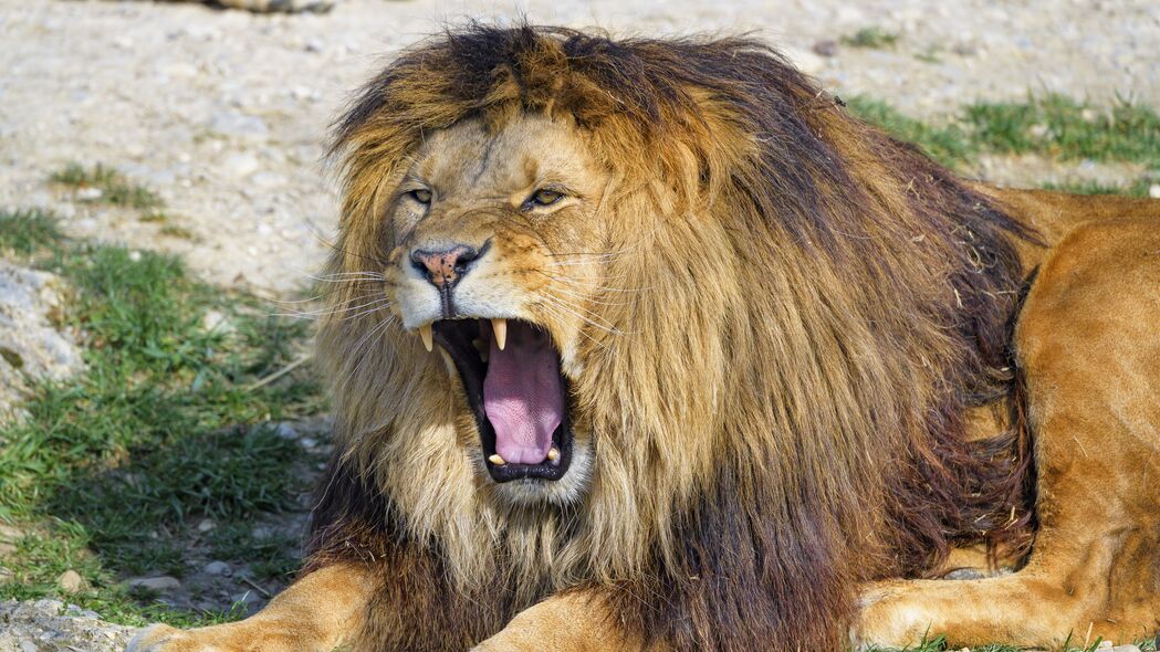 狮子 哈欠 动物 捕食者 大猫 4k壁纸 3840x2160
