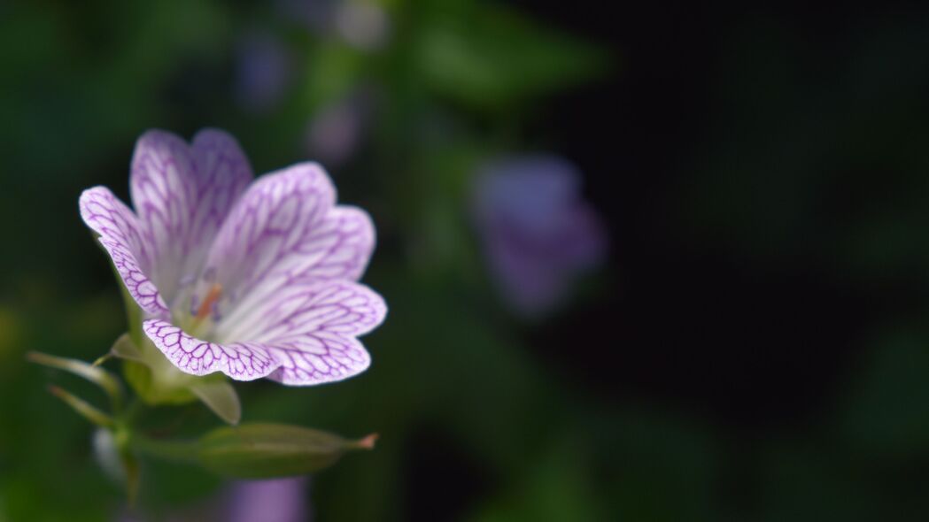 【绝美4K壁纸】花瓣模糊艺术，宏观视角下的植物世界，高清3840x2160背景图片免费下载