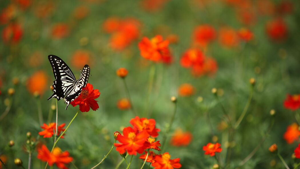 蝴蝶 昆虫 黑白 花朵 红色 4k壁纸 3840x2160