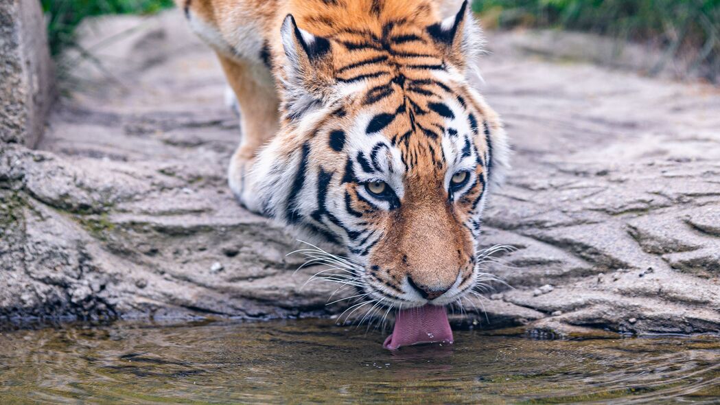 老虎 动物 突出的舌头 大猫 4k壁纸 3840x2160